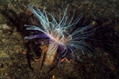 b0262002177